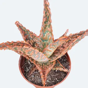 How to Grow and Care for Zebra leaf aloe 'Dannyz'