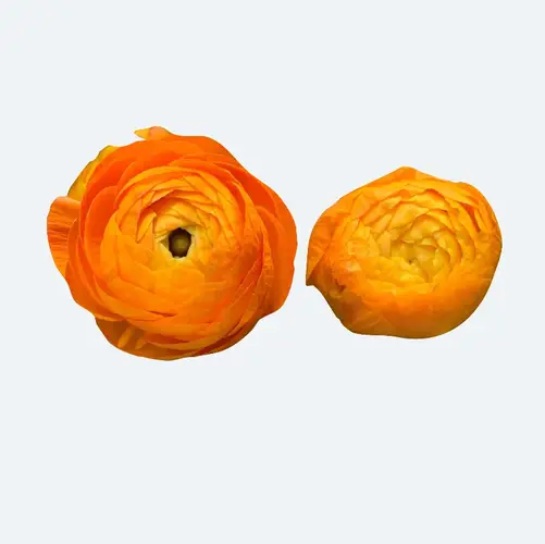 Persian buttercup 'Tecolote Orange'