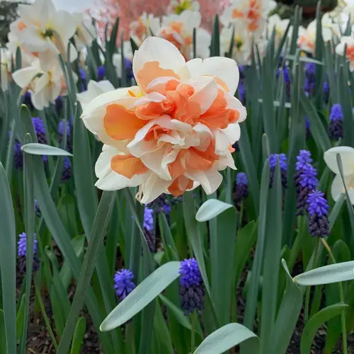 Daffodils 'Replete'