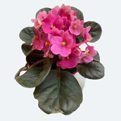 African violets 'Amy Pink'