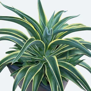 アガベ・ベネズエラ 'Variegata' (ケア, 特徴, 花, 画像) アガベ・ベネズエラ 'Variegata' (ケア, 特徴, 花, 画像)