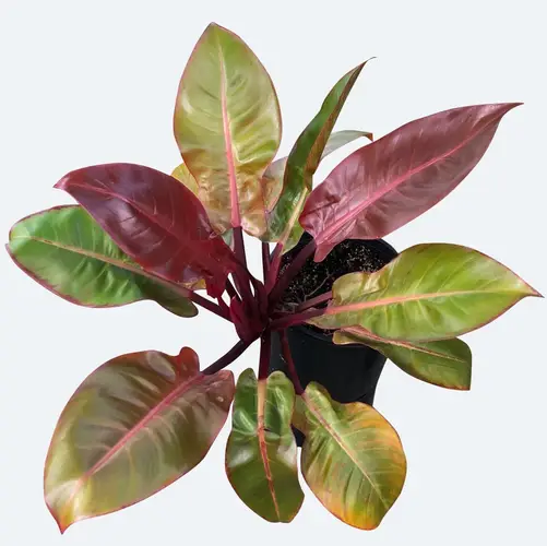Philodendron 'Red Baron'