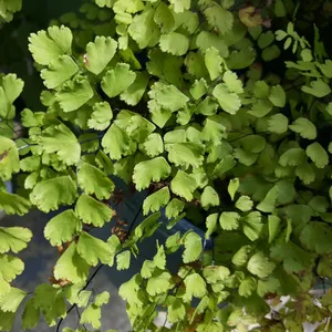 Dreieckiger Frauenhaarfarn - Adiantum raddianum (Pflege, Merkmale,  Symbolik, Bilder)