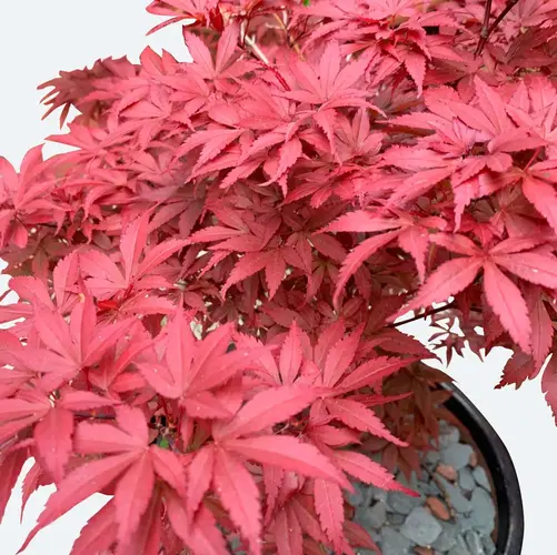 Red Leaf Japanese Maple