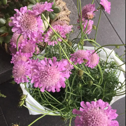 Small scabious 'Pink Mist'