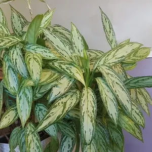 アグラオネマ・ニティドダム 'シルバー・クイーン' (Aglaonema nitidum
