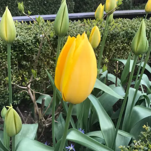 Tulips 'Big Smile'