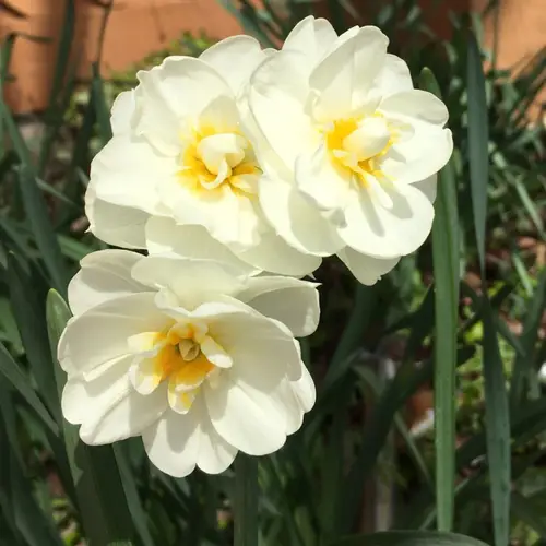 Narcissus 'Double Event'