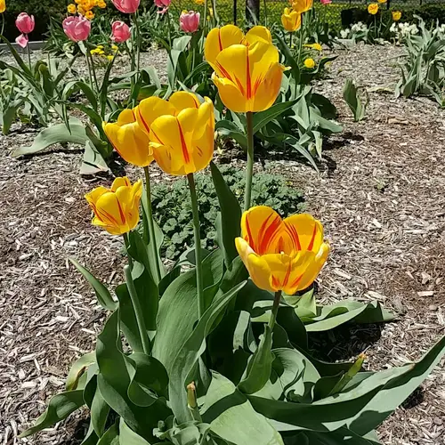 Tulipa 'Olympic Flame'