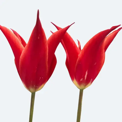 Tulips 'Aladdin'