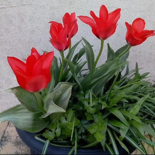 Tulips 'Red Surprise'