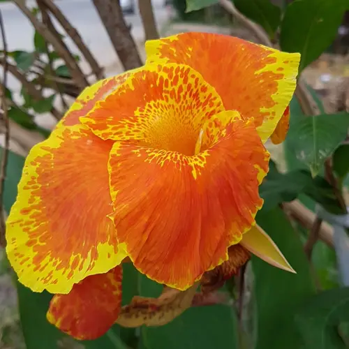 Orchid canna