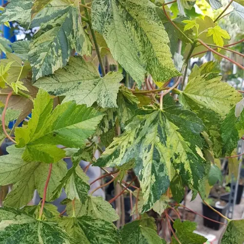 Acer pseudoplatanus 'Leopoldii'