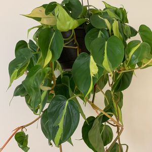 Velvet Leaf Philodendron 'Brasil' (Philodendron scandens 'Brasil') -  PictureThis