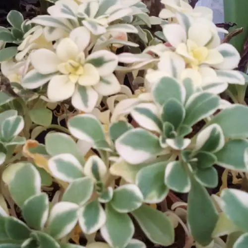 Aichryson × domesticum 'Variegata'