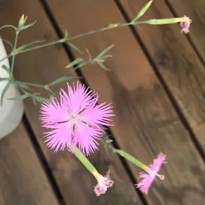 How to Grow and Care for Long-calyx fringed pink