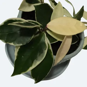 ホヤ・カルノサ 'クリムゾン クイーン' (Hoya carnosa 'Krimson Queen