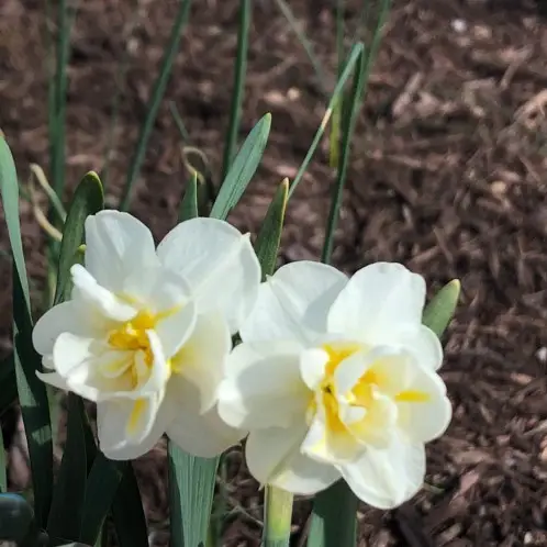 Daffodils 'Salou'
