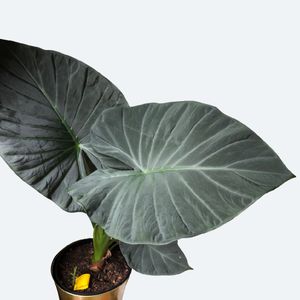 速達【アロカシア・リーガルシールドaurea var.】corm1 速達【アロカシア・リーガルシールドaurea var.】corm1