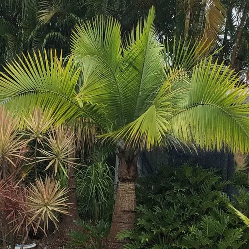 Majestic palm