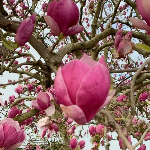 Magnolias 'Rustica Rubra'