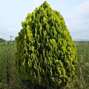 How to Grow and Care for Oriental arborvitae 'Aurea Nana'