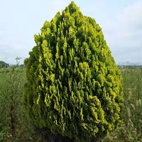 Arborvitaes 'Aurea Nana'
