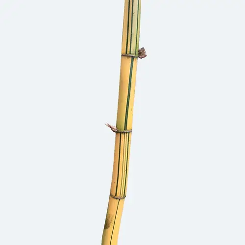 Bambusa vulgaris 'Vittata'