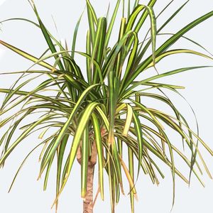 Dracaena marginata 'Sunray' - PictureThis