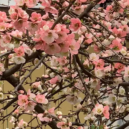 Flowering quince 'Toyo-Nishiki'