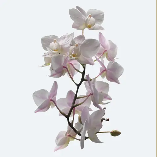 Phalaenopsis 'Blush Pink Willd'