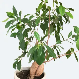 bonsai dünger zusammensetzung Bonsai-Dünger online kaufen – Urbangreen main image 0
