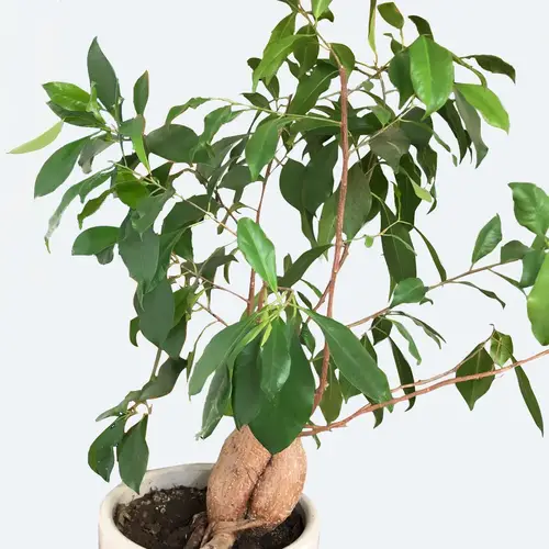 Ficus microcarpa 'Ginseng' in ceramic pot