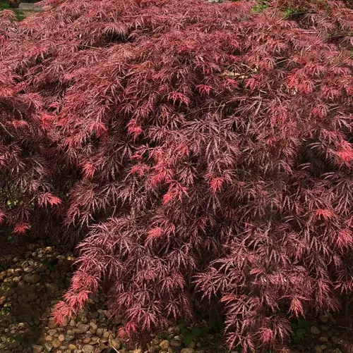 Acer palmatum 'Inaba'