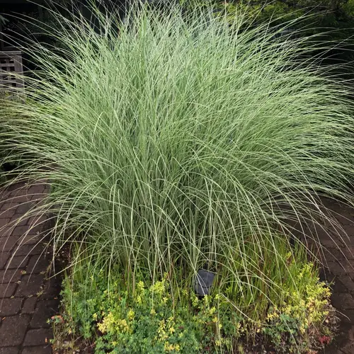 Chinese silver grass 'Morning Light'