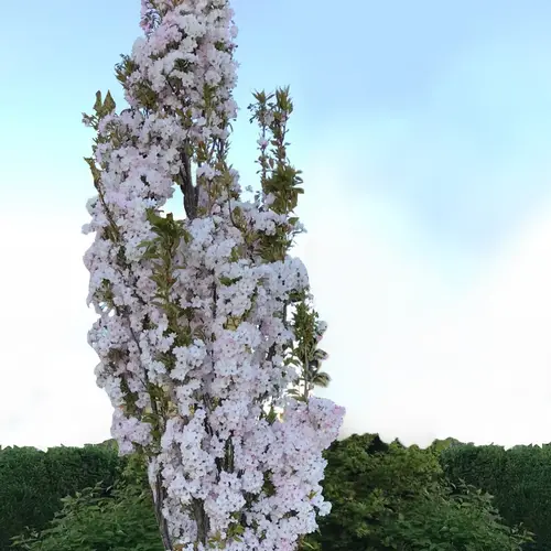 Cerisier du Japon 'Amanogawa'