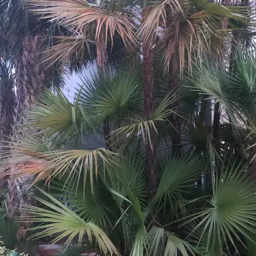 Palmeira-paorotis