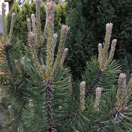 Austrian pine 'Komet'