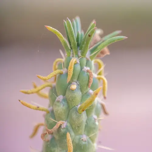 Cane cactus