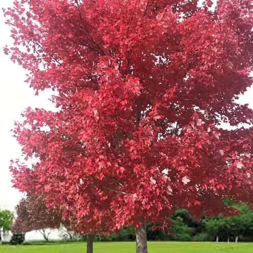 Red maple 'October Glory'