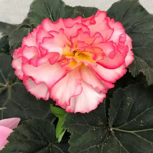 Begonias 'Nonstop Rose Petticoat'