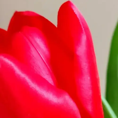 Tulips 'Red Impression'