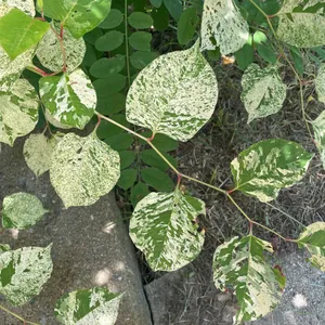 saatgut bestimmung BIO-Saatgut-Set "Tomaten"