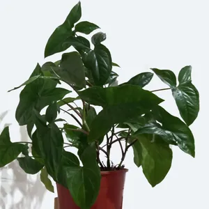 How to Grow and Care for Arrowhead vine