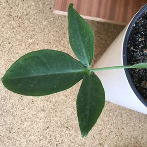 How to Grow and Care for Philodendron tripartitum