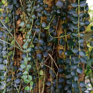 エスキナンサス 'タイ・ピンク' (Aeschynanthus 'Thai Pink