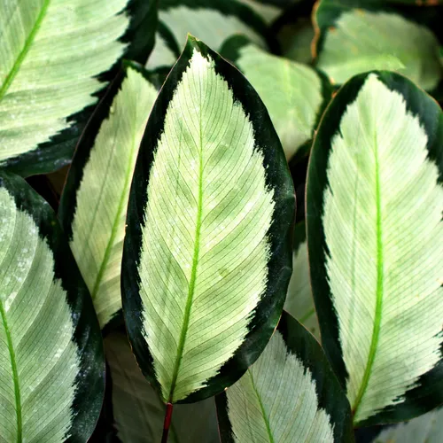 Calathea (Goeppertia picturata) - PictureThis