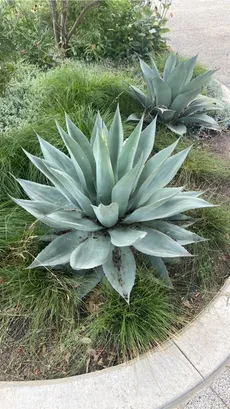 agave wie oft gieen Agave desmetiana