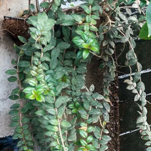 コルムネア・ミクロカリクス (Columnea microcalyx) - PictureThis