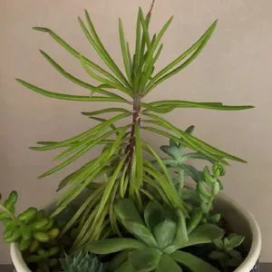 fake small succulents Kalalou Set Of 8 Small Succulents With Round Grey Pot